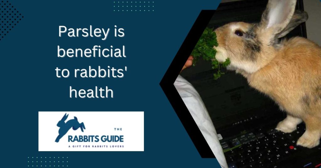 Can Bunnies Eat Parsley? A Definitive Guide (April 2024)
