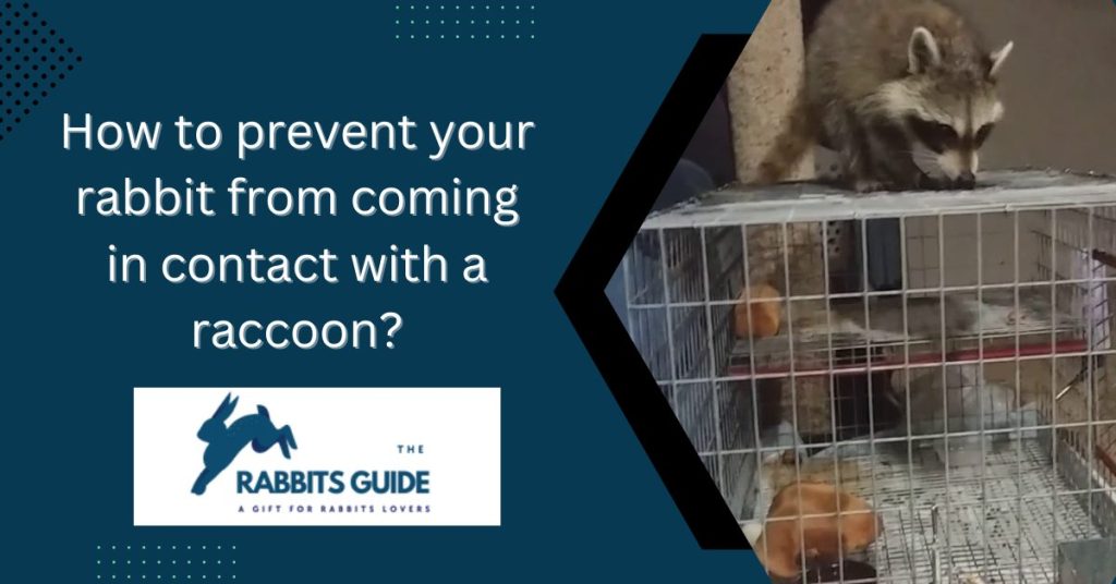 Do Raccoons Eat Rabbits? How Can You Protect Your Rabbits? (August 2024)