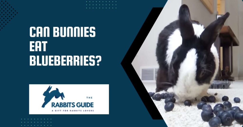 Can Bunnies Eat Blueberries? Easy Ways To Know (August 2024)