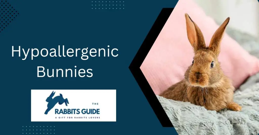 Hypoallergenic Bunnies