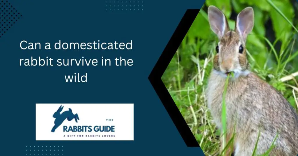 Can a domesticated rabbit survive in the wild