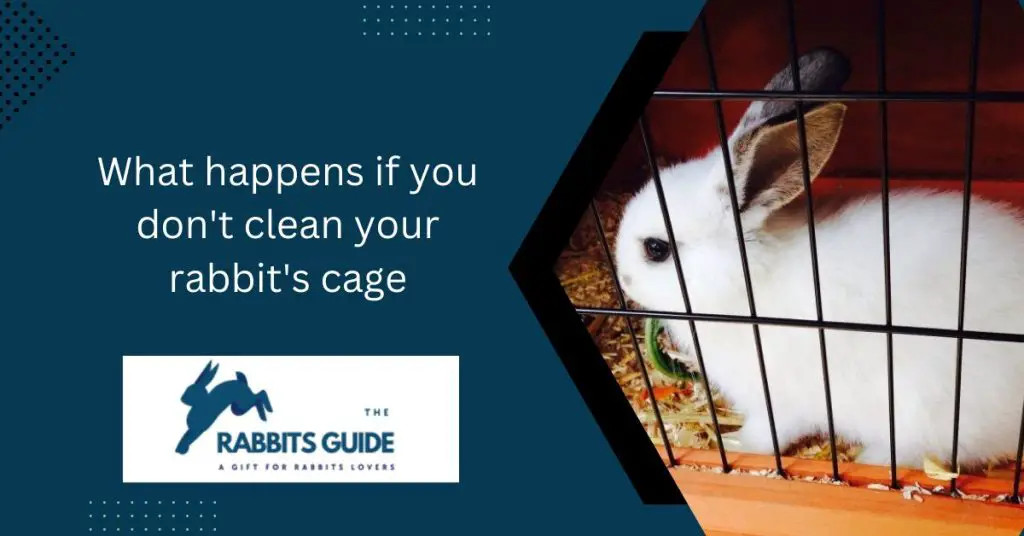 What happens if you don't clean your rabbit's cage