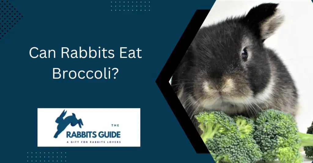 Can Rabbits Eat Broccoli?
