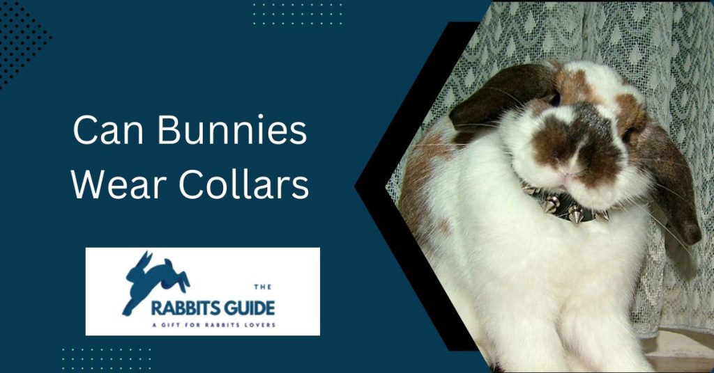 Can Bunnies Wear Collars