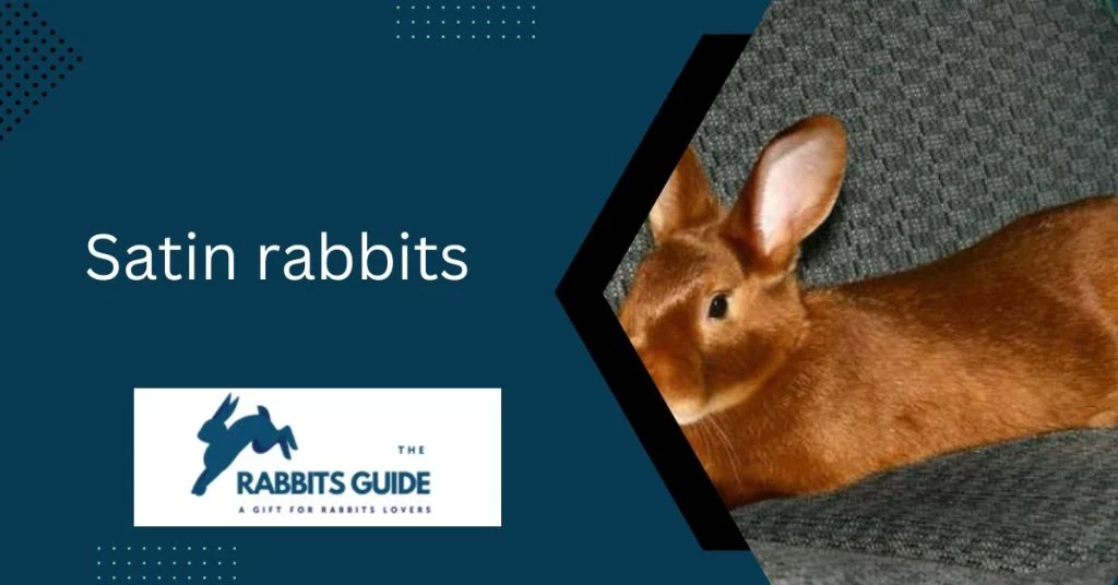 Hypoallergenic Bunnies: A Solution Allergic Pet 11 Satin rabbits