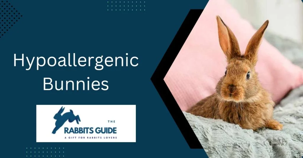 Hypoallergenic Bunnies: A Solution Allergic Pet 1 Hypoallergenic Bunnies