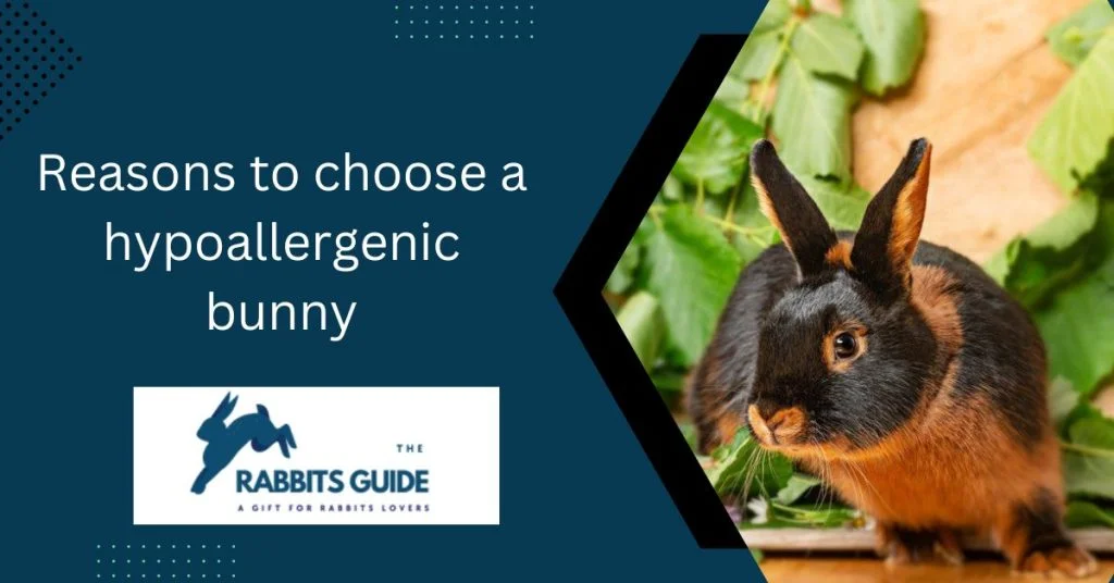 Hypoallergenic Bunnies: A Solution Allergic Pet 12 Reasons to choose a hypoallergenic bunny