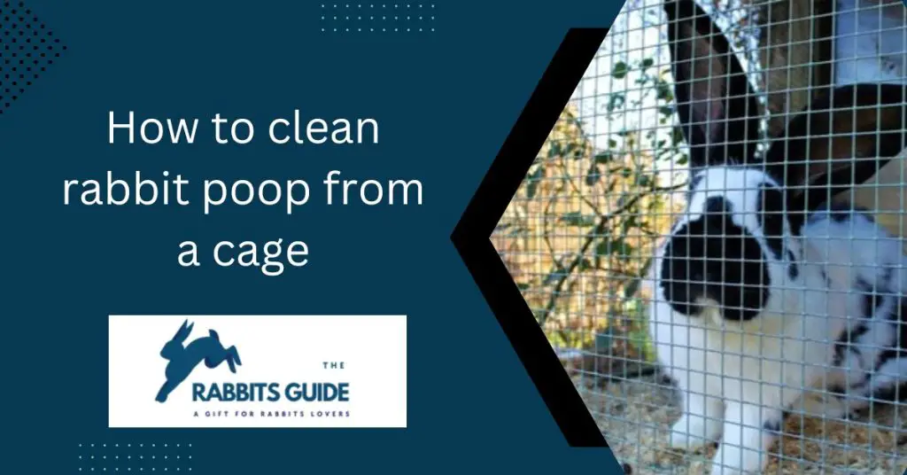 How To Clean Rabbit Poop From A Cage? (July 2024)