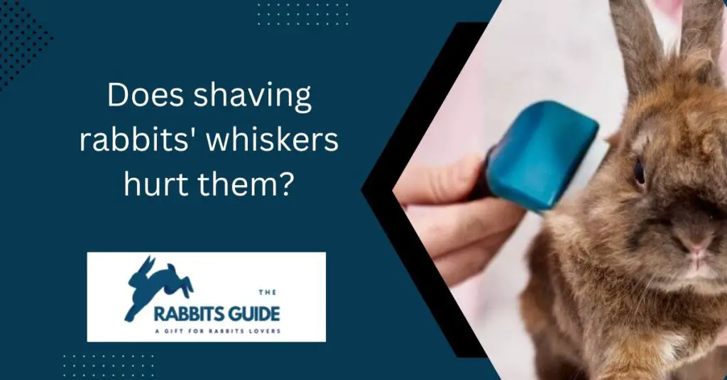 Do Bunnies Have Whiskers?Here's The Ultimate Guide (August 2023)