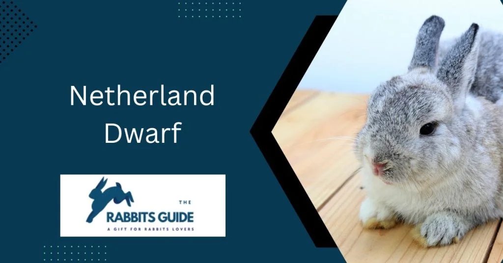 Hypoallergenic Bunnies: A Solution Allergic Pet 4 Netherland Dwarf