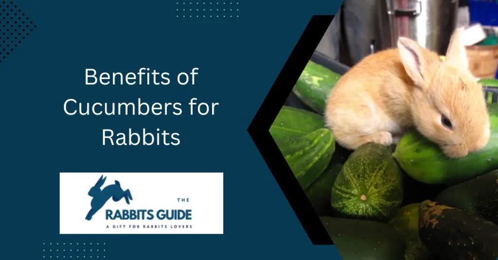 Can bunnies eat cucumber peels?|The Top 5 Ways 3 Benefits of Cucumbers for Rabbits