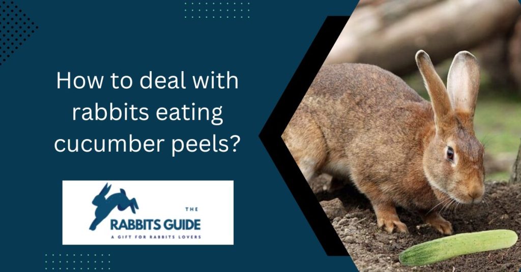 Can bunnies eat cucumber peels?|The Top 5 Ways 4 How to deal with rabbits eating cucumber peels?