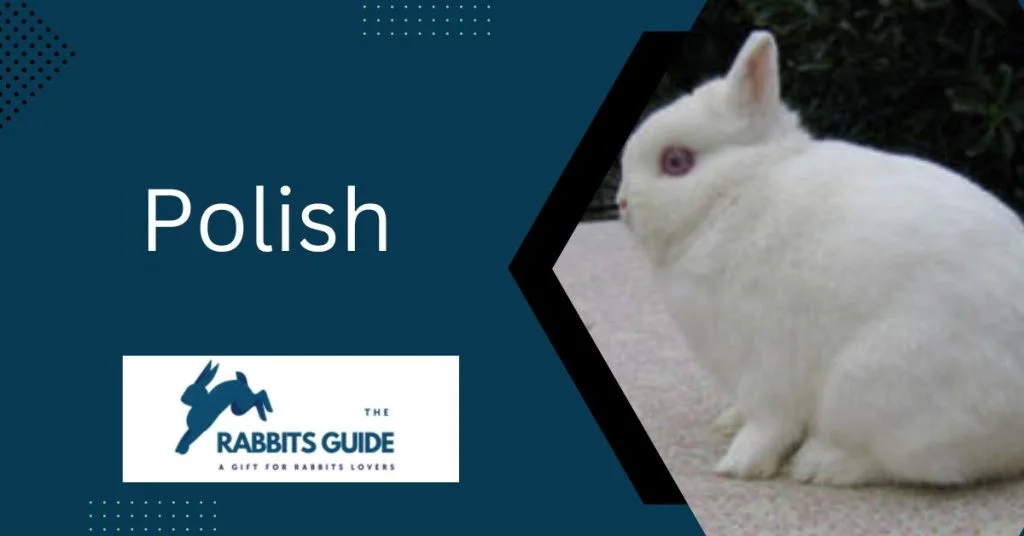 Hypoallergenic Bunnies: A Solution Allergic Pet 5 Polish
