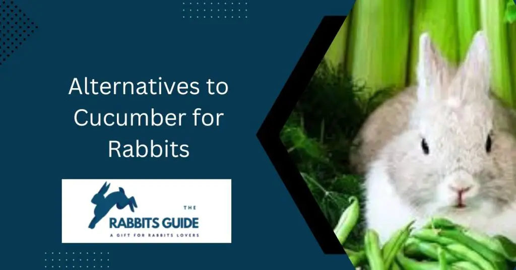Can bunnies eat cucumber peels?|The Top 5 Ways 5 Alternatives to Cucumber for Rabbits
