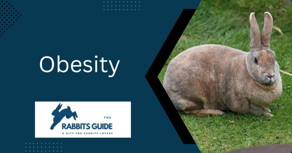 Can bunnies eat cucumber peels?|The Top 5 Ways 6 Obesity