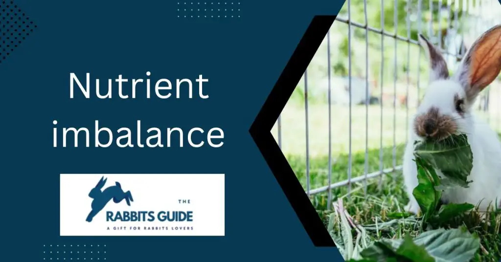 Can bunnies eat cucumber peels?|The Top 5 Ways 8 Nutrient imbalance