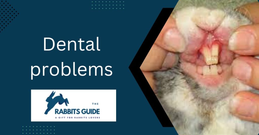 Can bunnies eat cucumber peels?|The Top 5 Ways 9 Dental problems