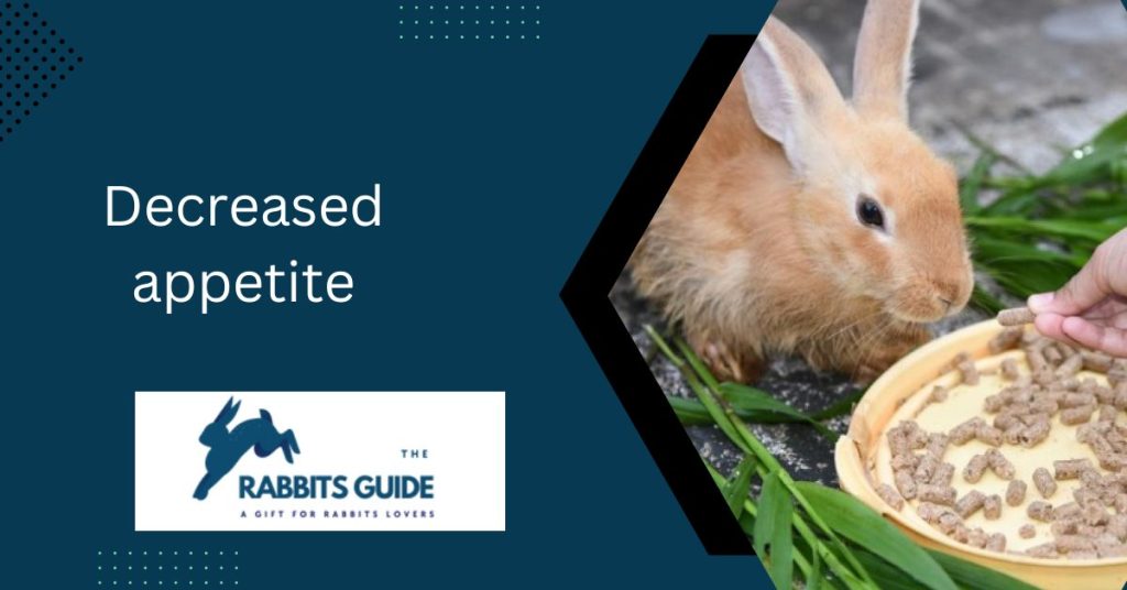 Can bunnies eat cucumber peels?|The Top 5 Ways 10 Decreased appetite