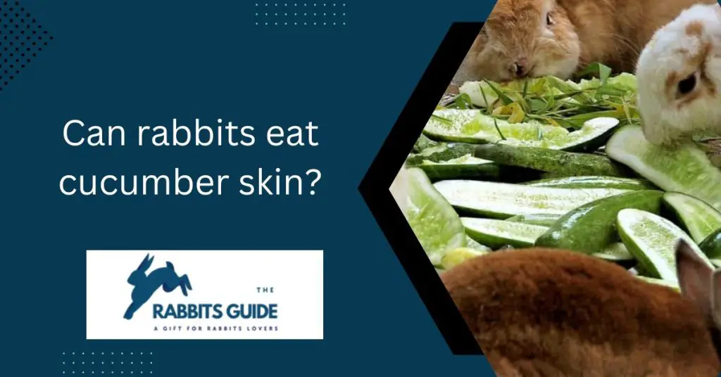 Can bunnies eat cucumber peels?|The Top 5 Ways 11 Can rabbits eat cucumber skin?