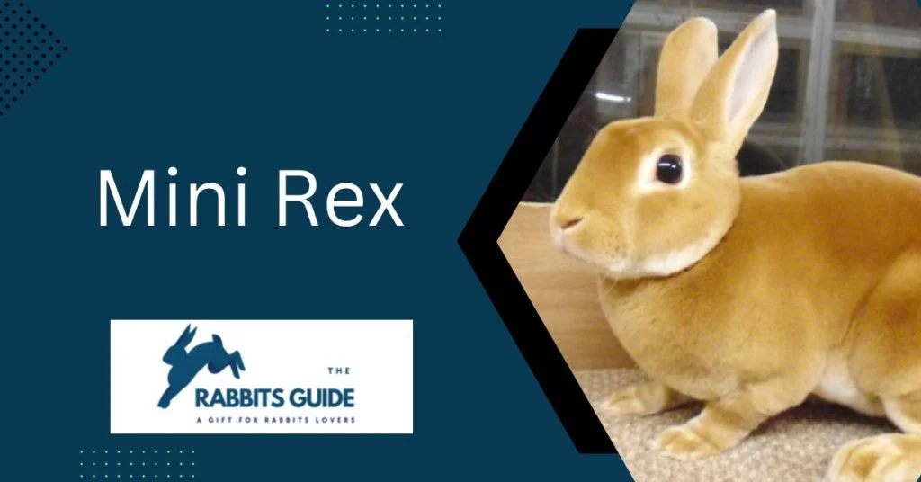 Hypoallergenic Bunnies: A Solution Allergic Pet 6 Mini Rex