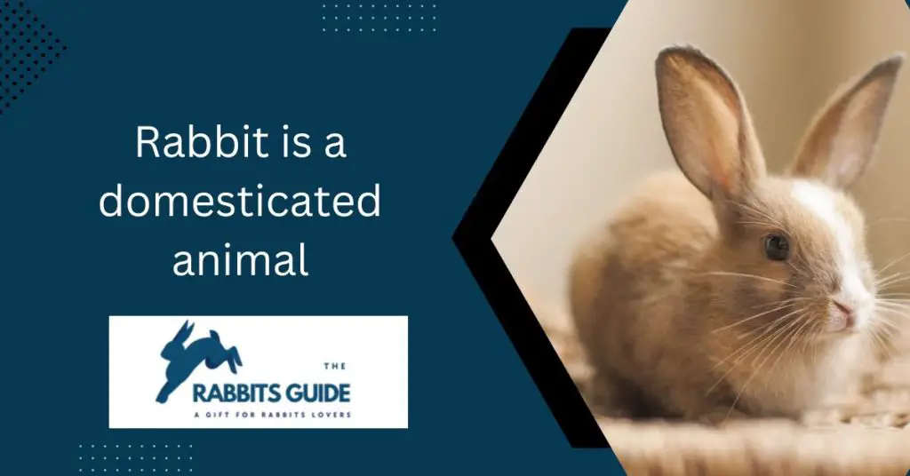 Can a domesticated rabbit survive in the wild? 2 Rabbit is a domesticated animal