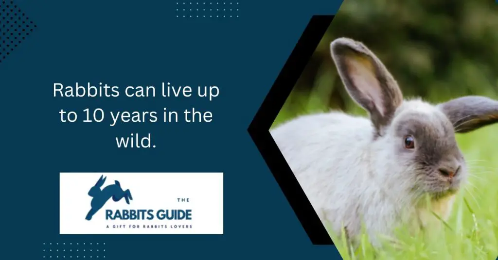 Can a domesticated rabbit survive in the wild? 3 Rabbits can live up to 10 years in the wild.