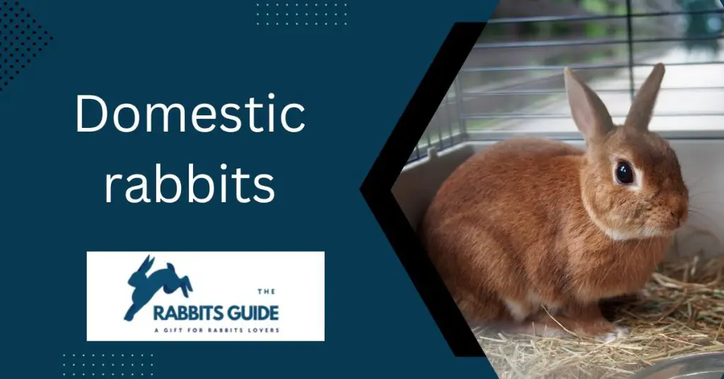 Can a domesticated rabbit survive in the wild? 4 Domestic rabbits