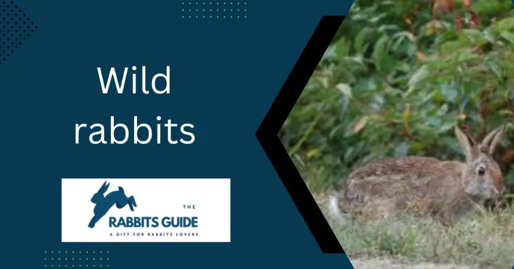 Can a domesticated rabbit survive in the wild? 5 Wild rabbits