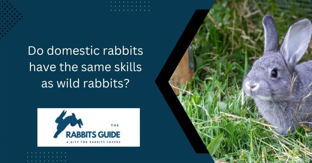 Can a domesticated rabbit survive in the wild? 6 Do domestic rabbits have the same skills as wild rabbits?