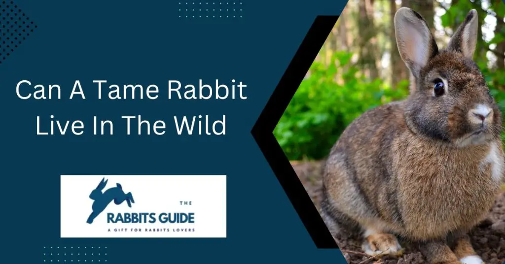 Can a domesticated rabbit survive in the wild? 7 Can A Tame Rabbit Live In The Wild