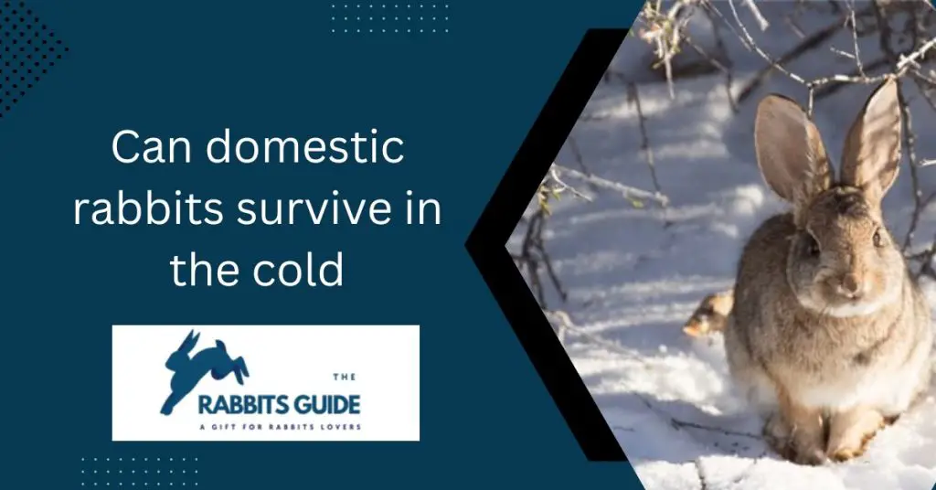 Can a domesticated rabbit survive in the wild? 8 Can domestic rabbits survive in the cold