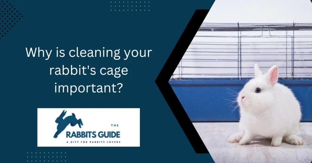 What happens if you don't clean your rabbit's cage? 2 Why is cleaning your rabbit's cage important?