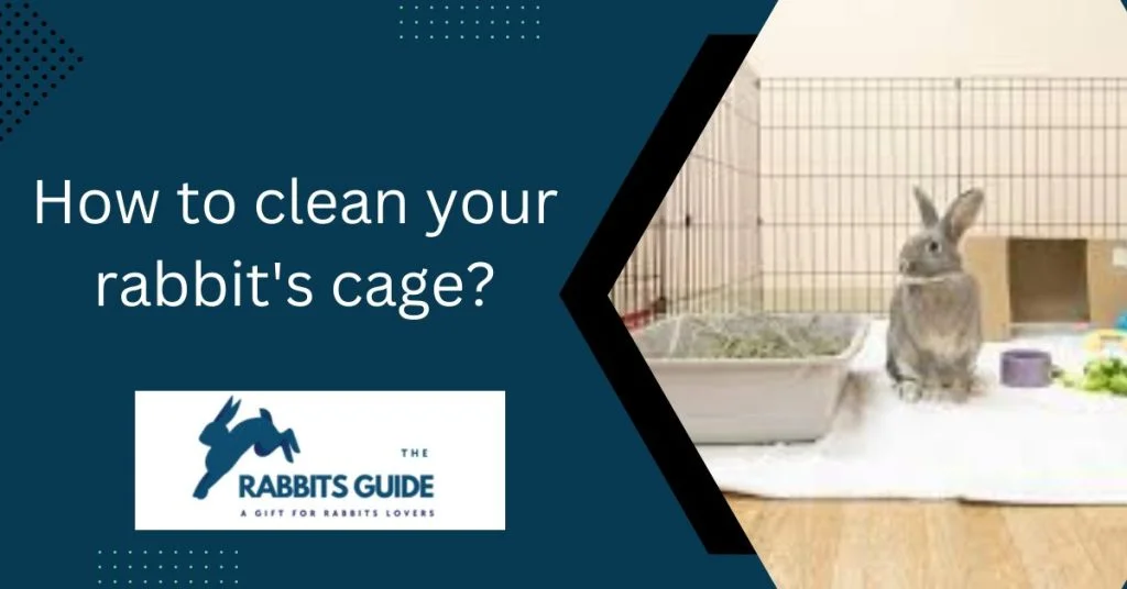 What happens if you don't clean your rabbit's cage? 3 How to clean your rabbit's cage?