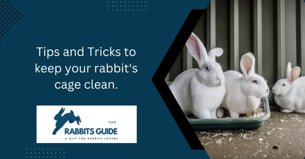 What happens if you don't clean your rabbit's cage? 4 Tips and Tricks to keep your rabbit's cage clean.