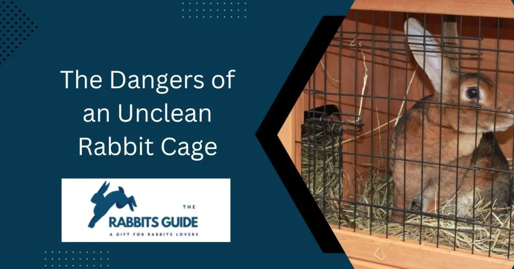 What happens if you don't clean your rabbit's cage? 5 The Dangers of an Unclean Rabbit Cage