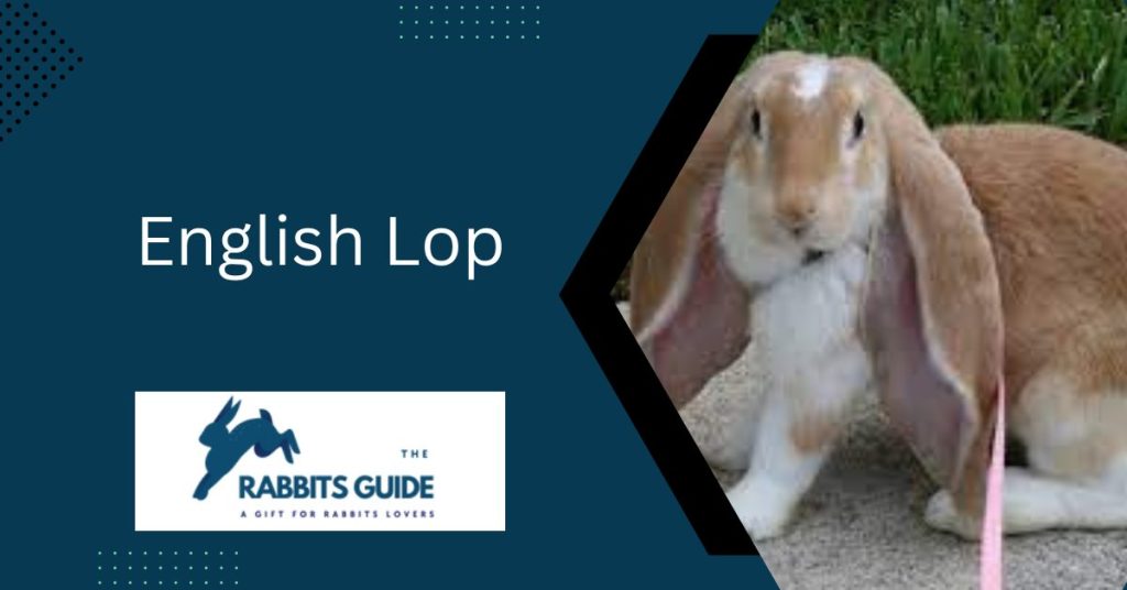 The Top 4 Most Popular Black floppy-Eared Bunnies 6 English Lop