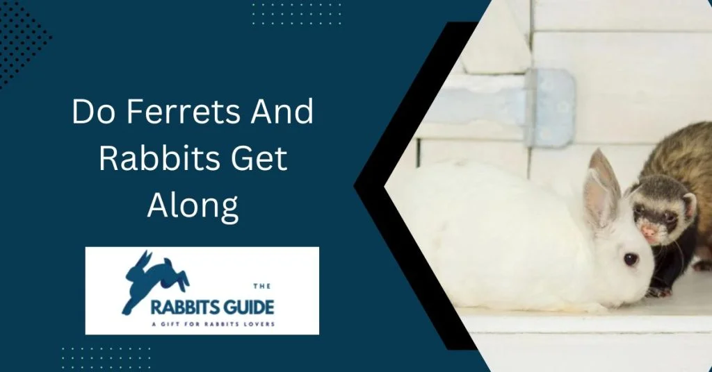 The Ultimate Guide to Help You Do Ferrets And Rabbits Get Along 1 Do Ferrets And Rabbits Get Along