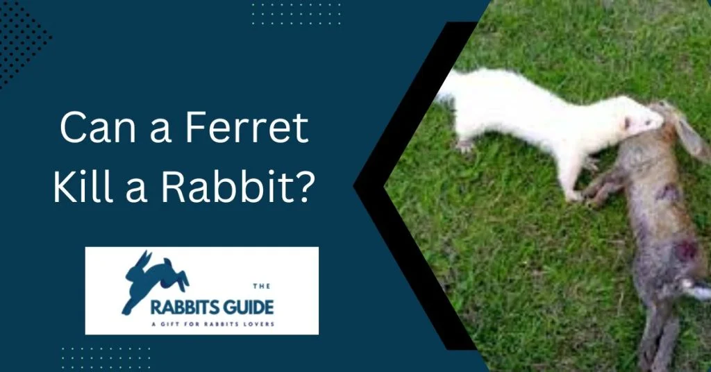 The Ultimate Guide to Help You Do Ferrets And Rabbits Get Along 2 Can a Ferret Kill a Rabbit?