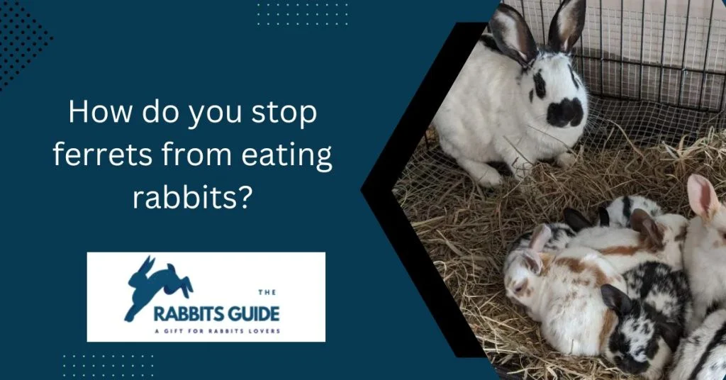The Ultimate Guide to Help You Do Ferrets And Rabbits Get Along 3 How do you stop ferrets from eating rabbits?