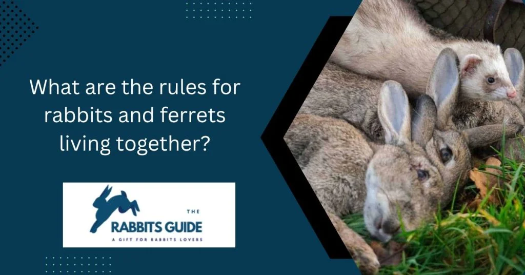 The Ultimate Guide to Help You Do Ferrets And Rabbits Get Along 4 What are the rules for rabbits and ferrets living together?
