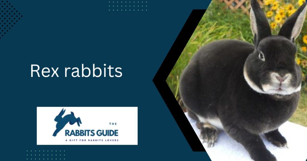 Hypoallergenic Bunnies: A Solution Allergic Pet 9 Rex rabbits