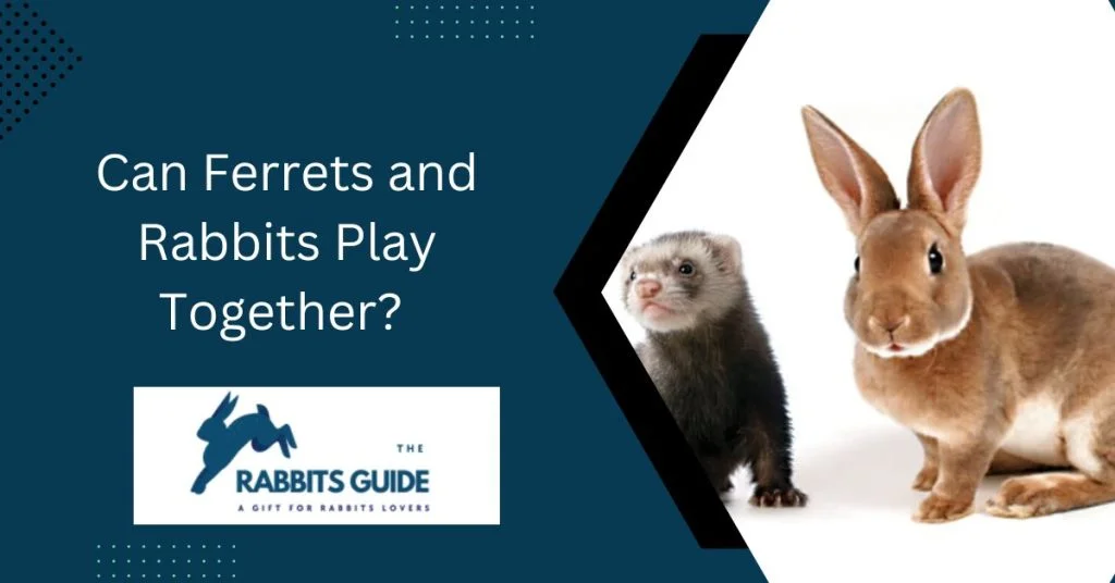 The Ultimate Guide to Help You Do Ferrets And Rabbits Get Along 5 Can Ferrets and Rabbits Play Together?