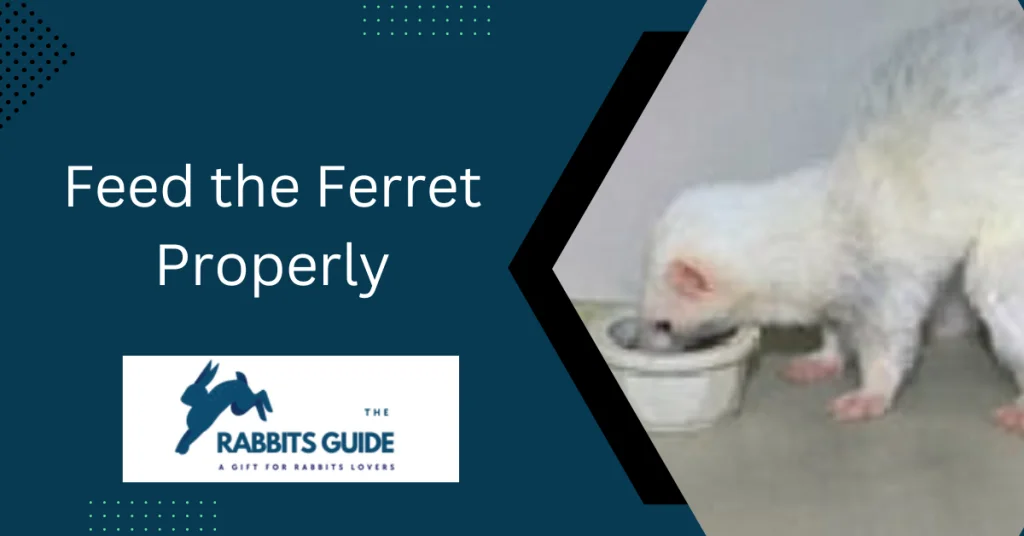 The Ultimate Guide to Help You Do Ferrets And Rabbits Get Along 6 Feed the Ferret Properly