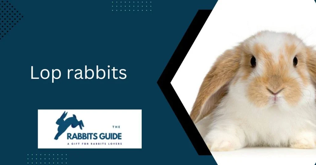 Hypoallergenic Bunnies: A Solution Allergic Pet 10 Lop rabbits