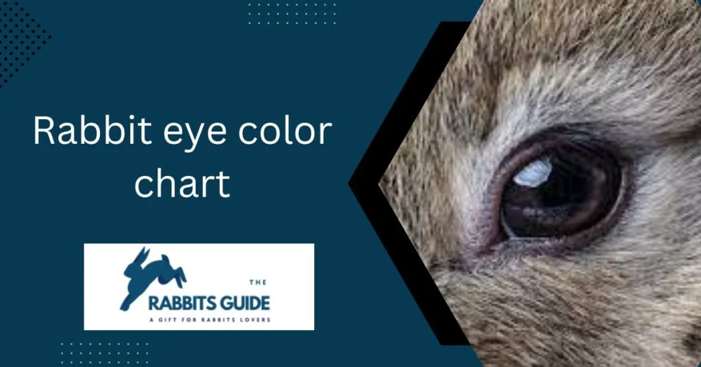 Rabbit eye colour chart | Rabbit Eye Colour Guide 1 Rabbit eye colour chart
