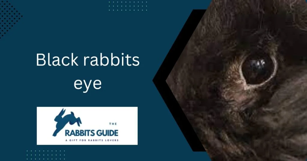 Rabbit eye colour chart | Rabbit Eye Colour Guide 2 rabbits with blue eyes