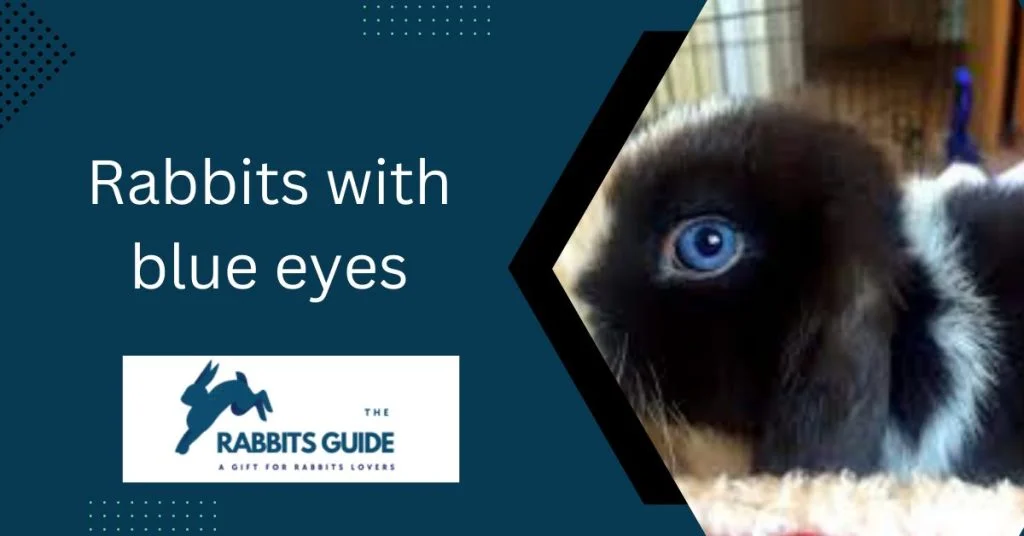 Rabbit eye colour chart | Rabbit Eye Colour Guide 3 Rabbits with blue eyes