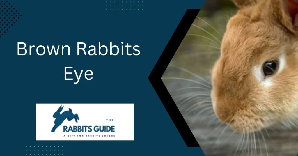 Rabbit eye colour chart | Rabbit Eye Colour Guide 4 brown rabbits eye