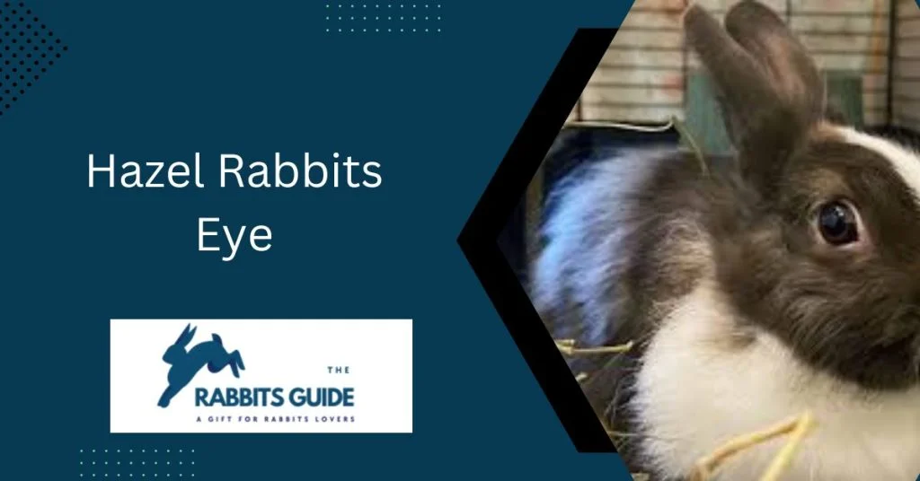 Rabbit eye colour chart | Rabbit Eye Colour Guide 5 Hazel Rabbits Eye