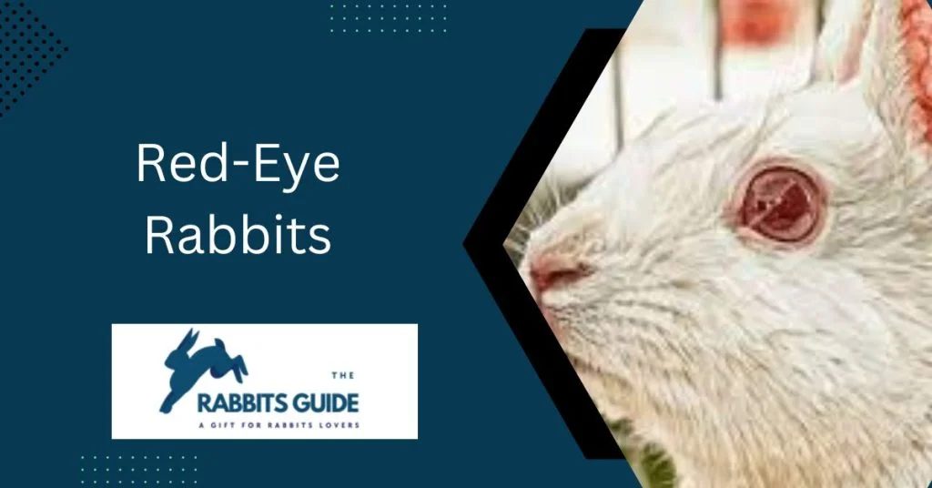Rabbit eye colour chart | Rabbit Eye Colour Guide 6 Red-Eye Rabbits